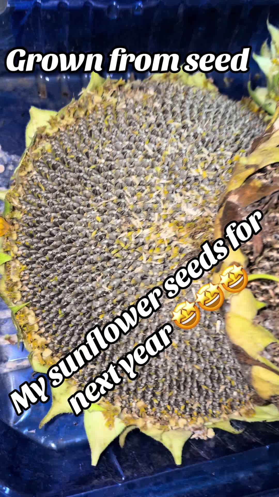 @Veeveescreations