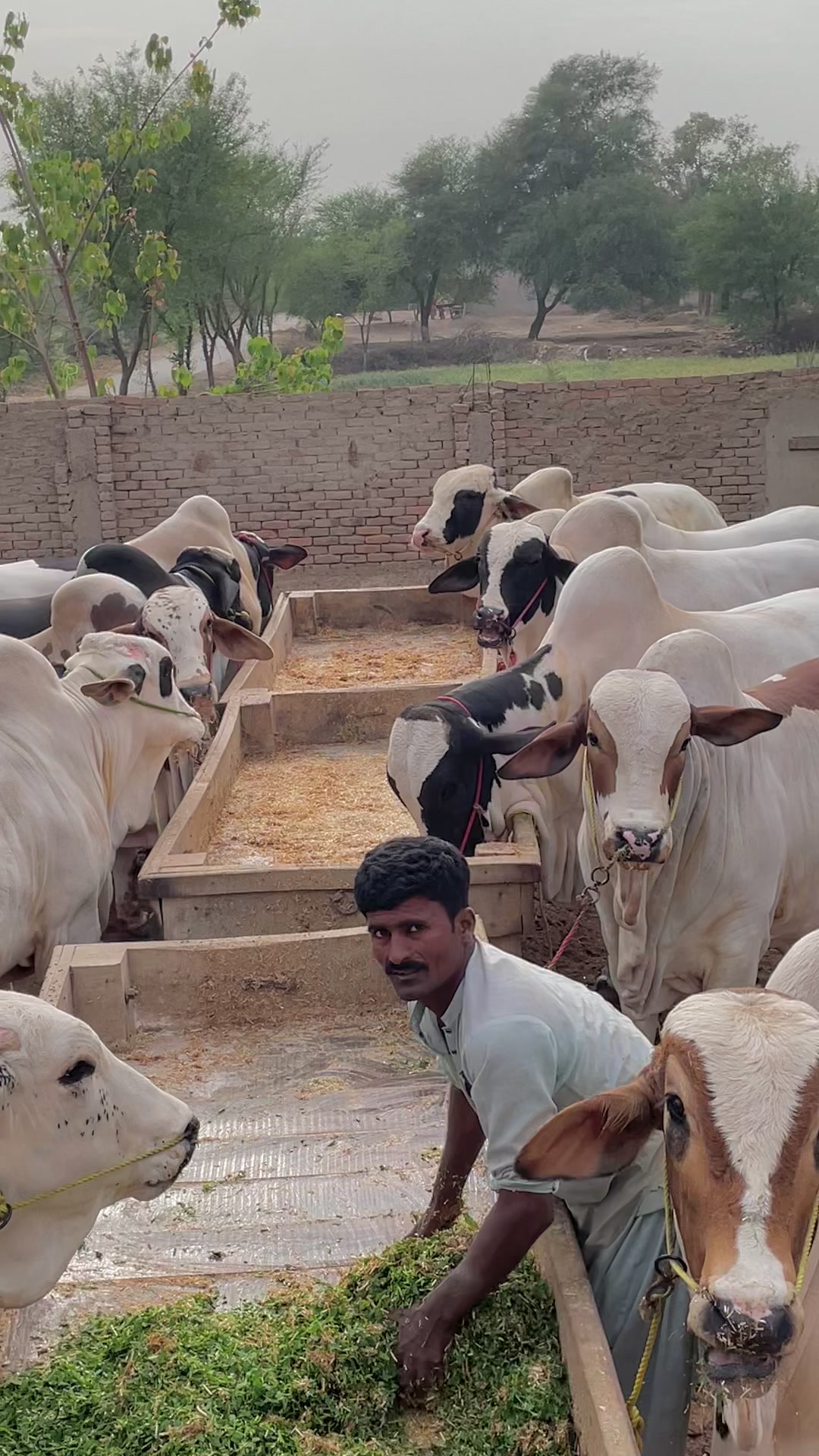 @Ustad Jee Cattle Farm