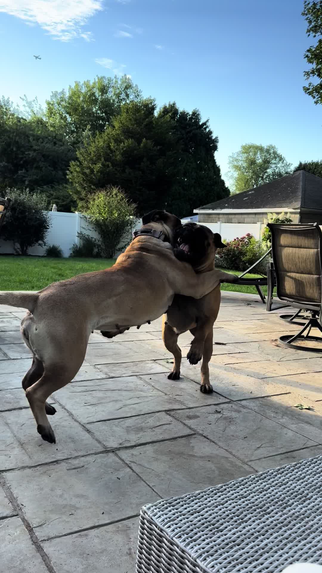 @🐾BullMastiff Mom 🐾💜