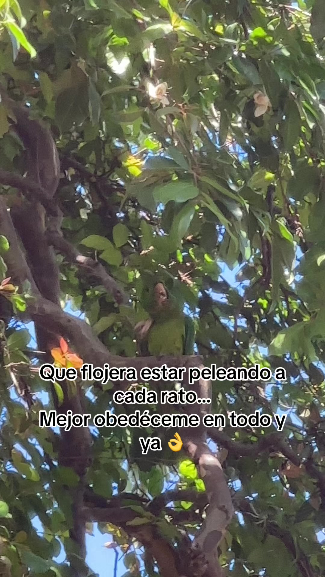 @Jairo Guerra SV