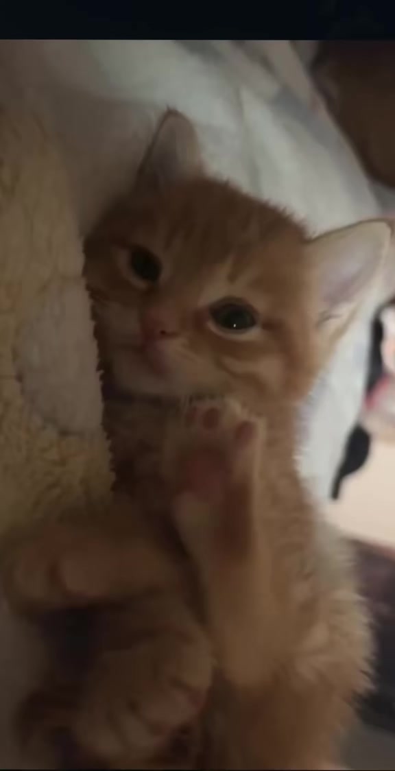 @catbosssss