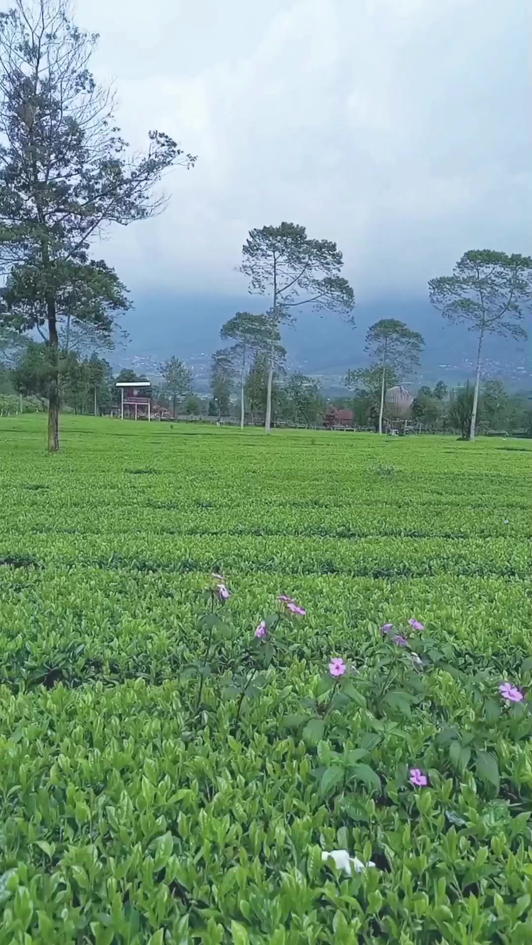 @jaka swara