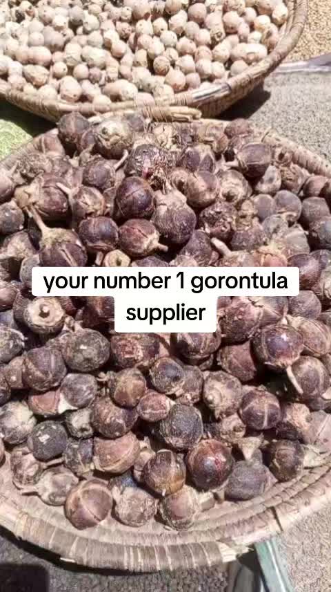 @Gorontula / Lingerie vendor