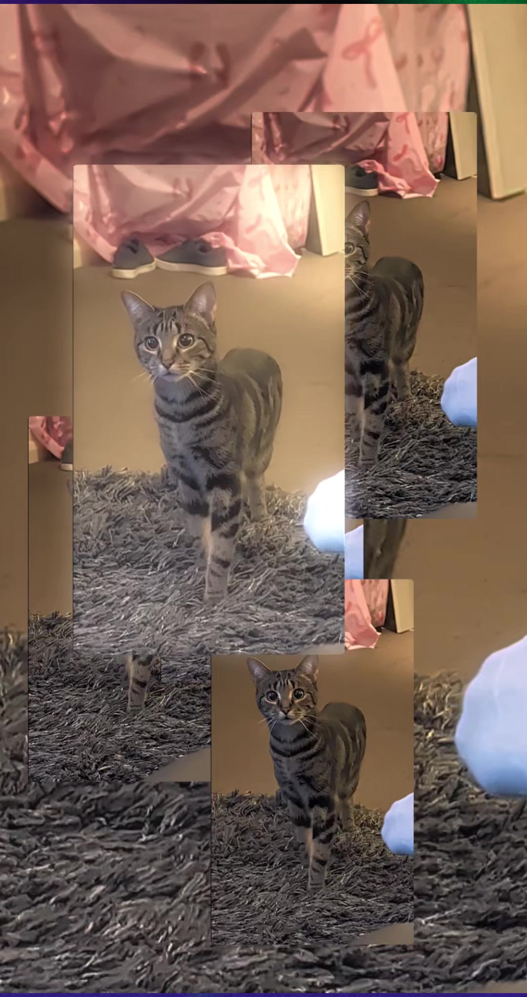 @Stella the cat