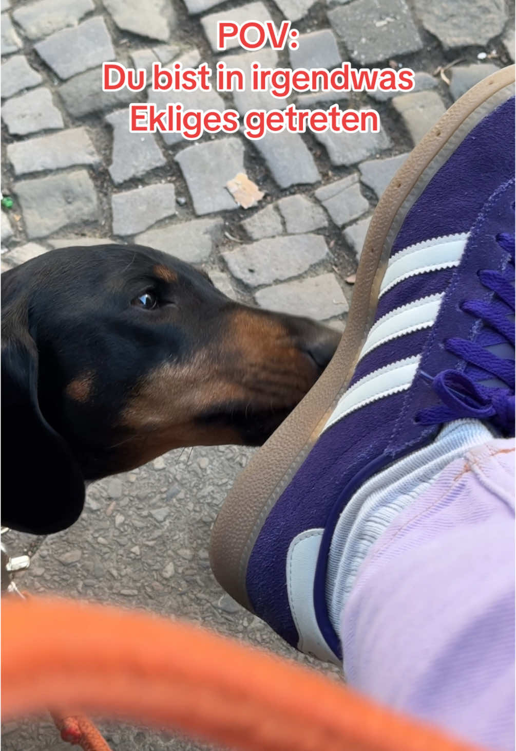 @SausagedogMaja