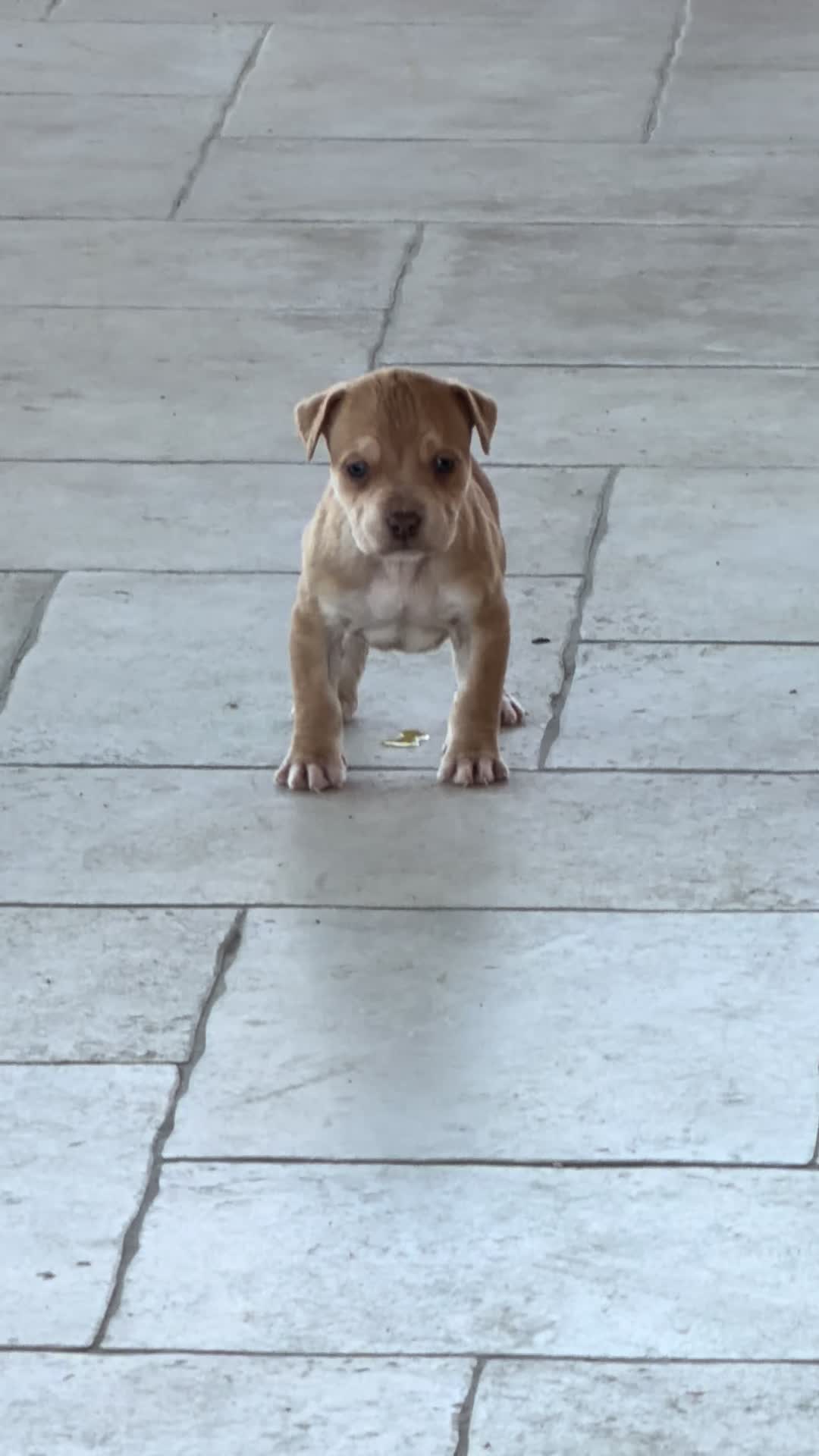@RedForcePitbull