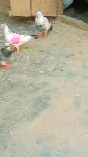 @SAJID JAAN 656