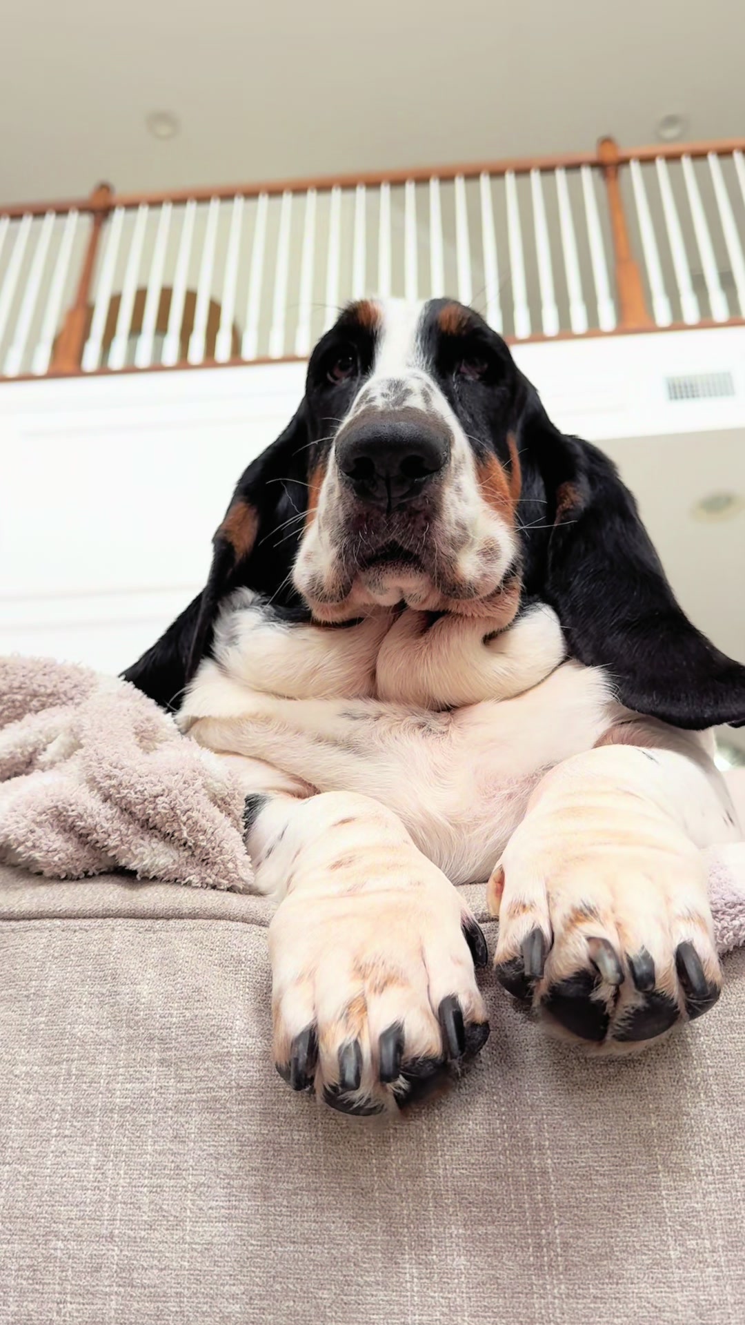 @🐾BillieBasset🐾