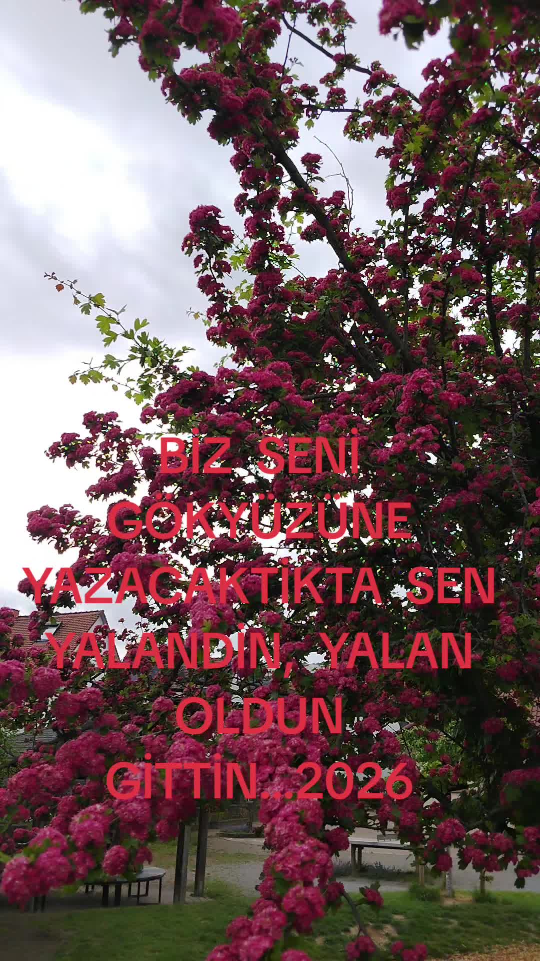 @BORDO BERELI ASLAN KRAL1