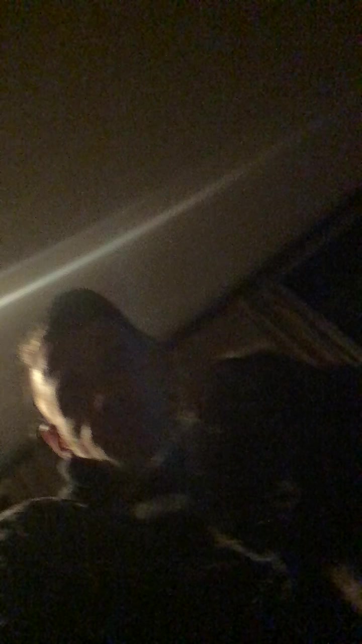 @reptilianpupil10