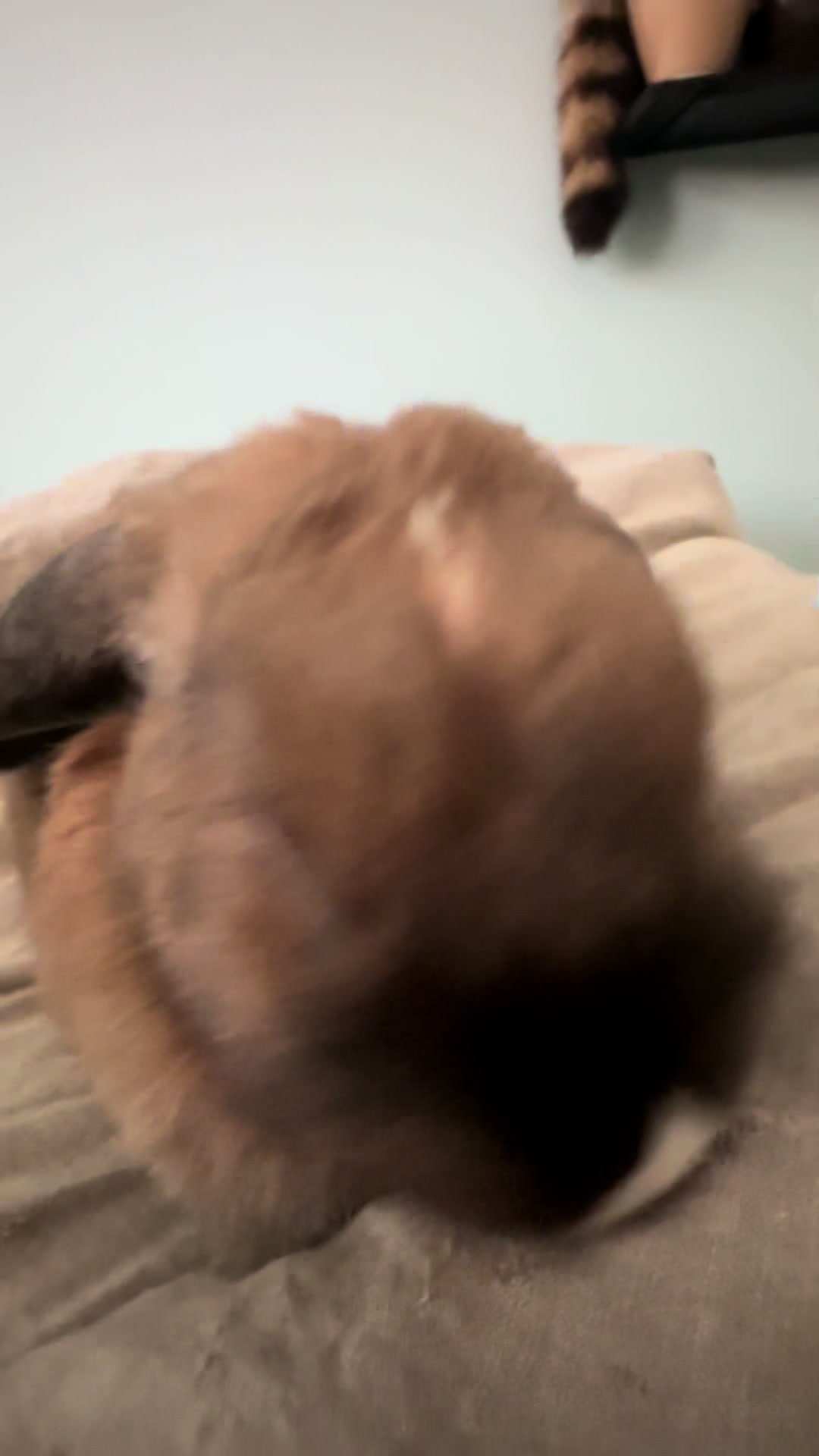 @honeythebunny24