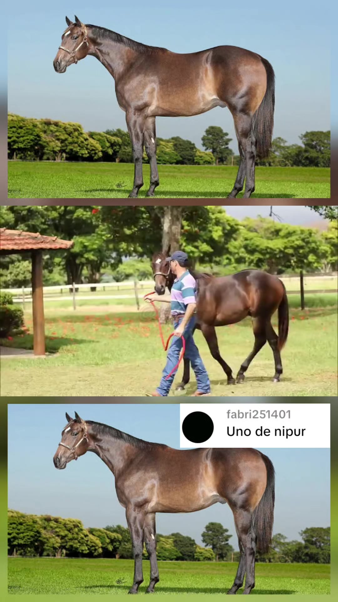 @WIL.🐎