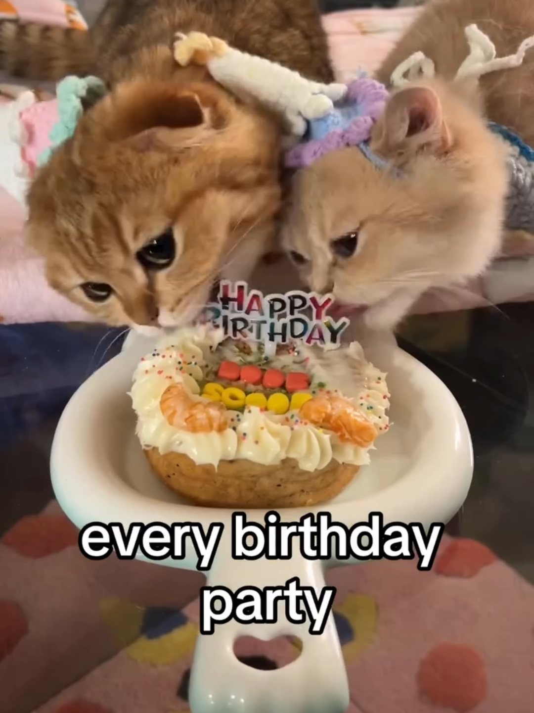 @Chonky World Of Cats