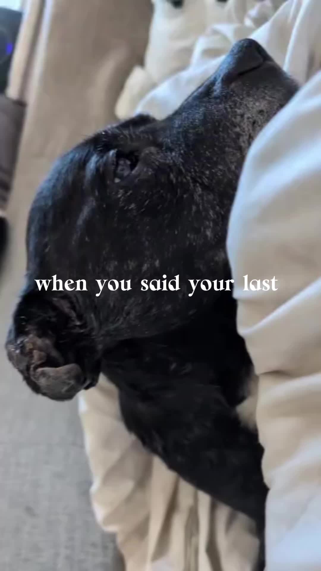 @Jessie 🐶