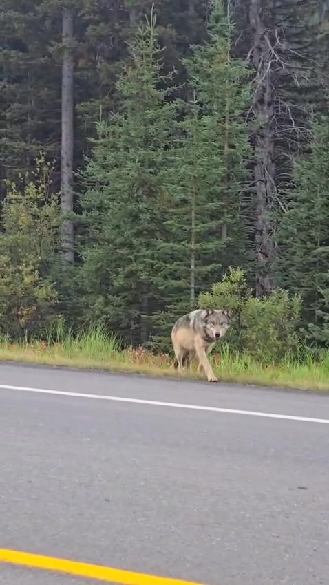 @Banff Nature and Wildlife