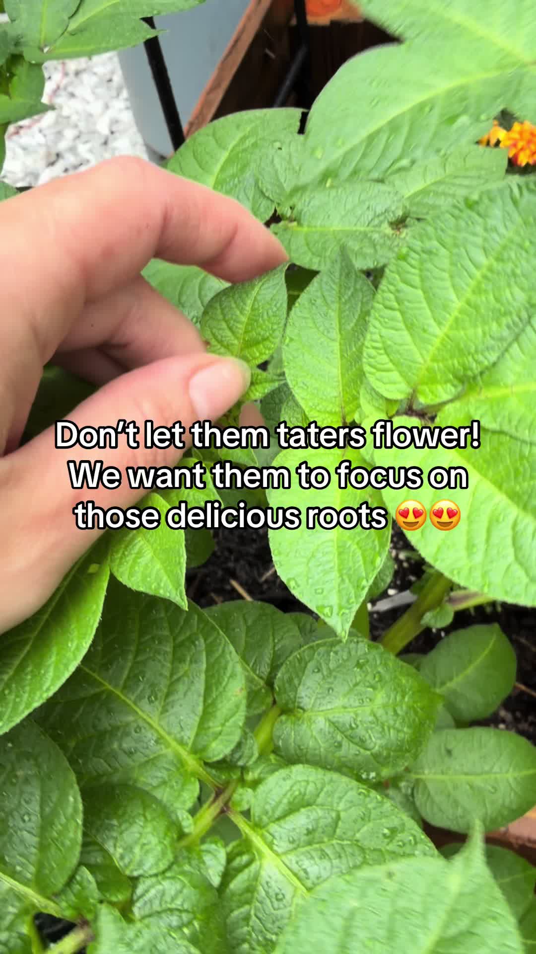 @TTS- Mystic🌻Roots🐣Homestead