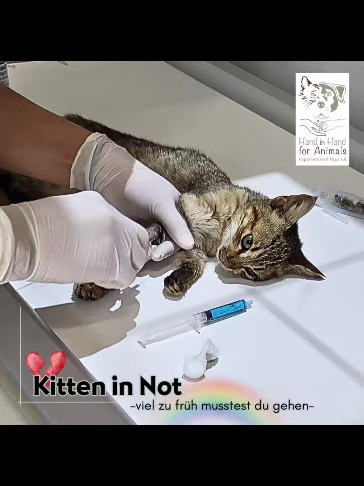 @🐱Hand_in_hand_for_animals🐱