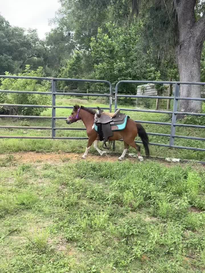 @Sugarfoot the Therapy Horse