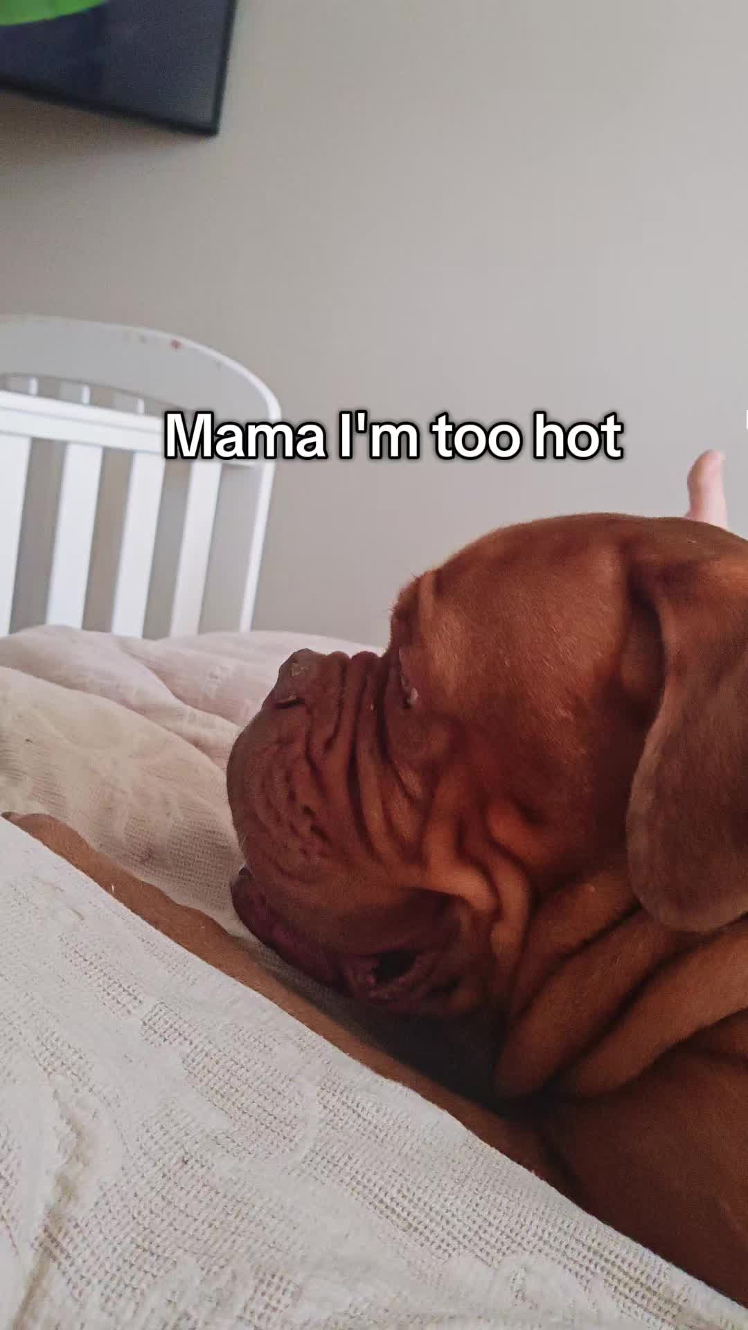 @Diva Dogue Nala