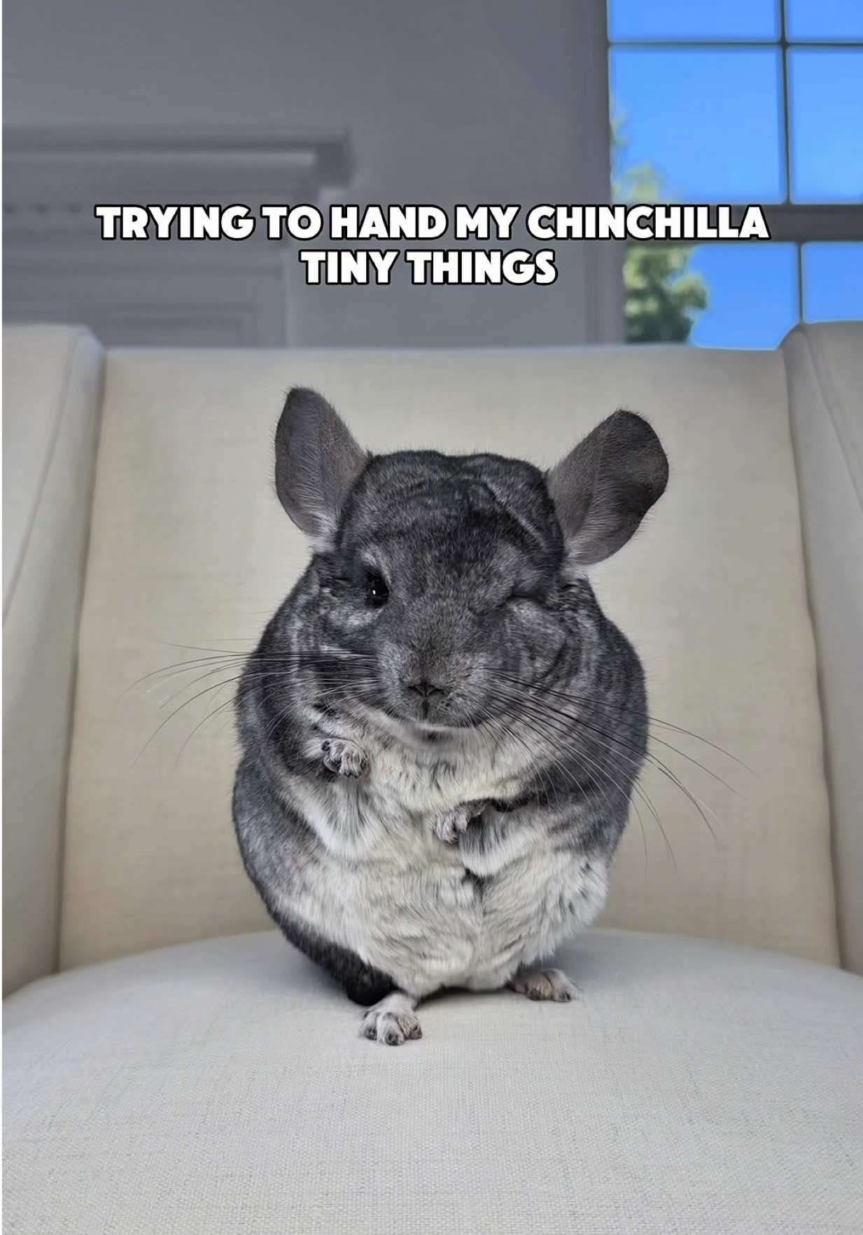 @Phil E. Chinchilla