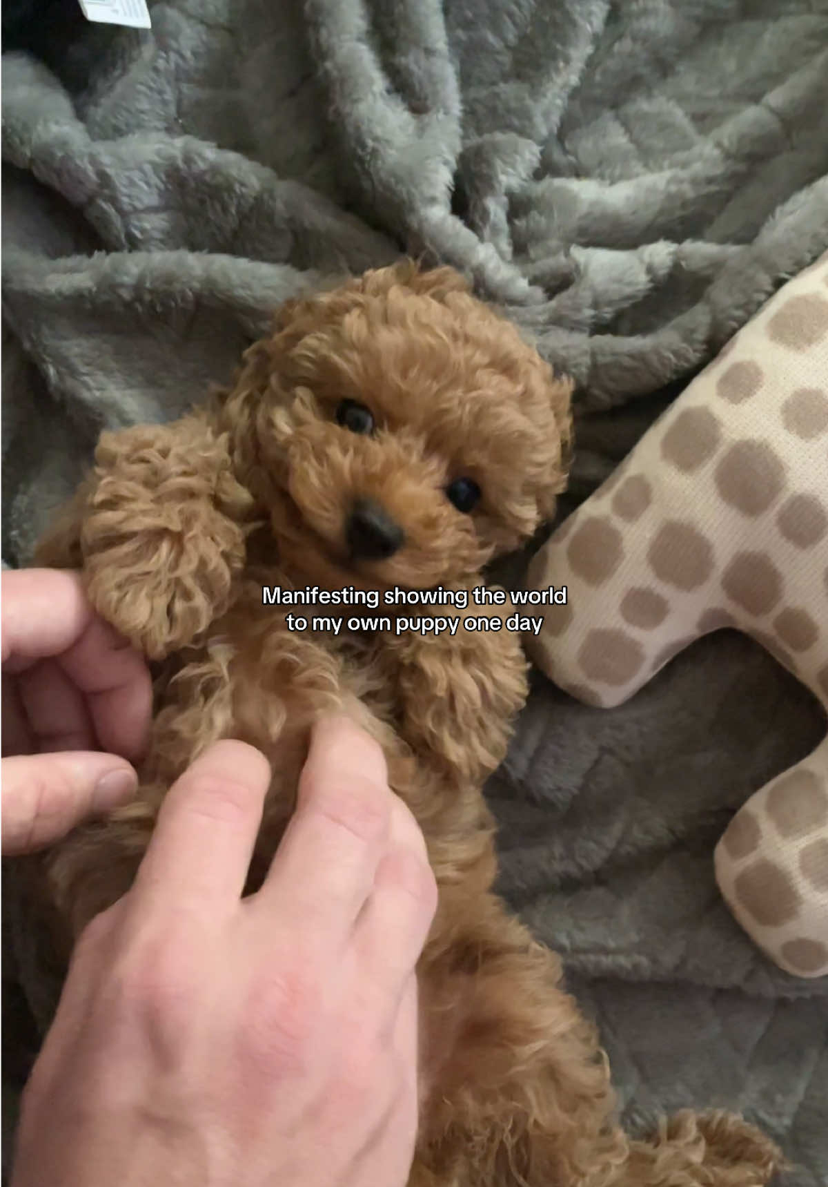 @mickythepoo