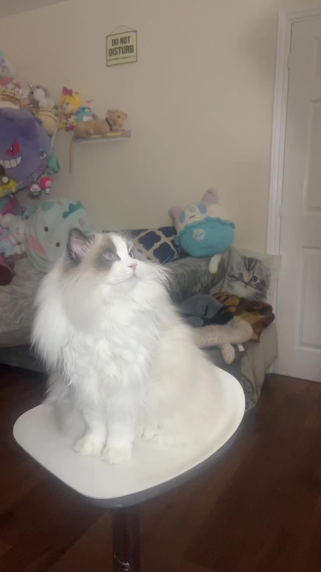 @TheFancyCatsWorld