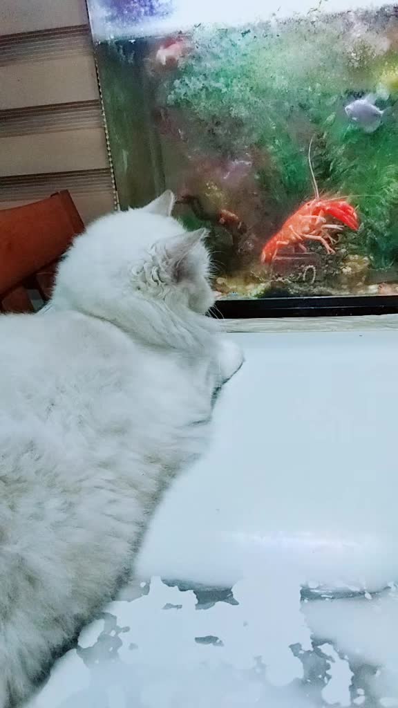 @Giovanni Carlo koi fish guy
