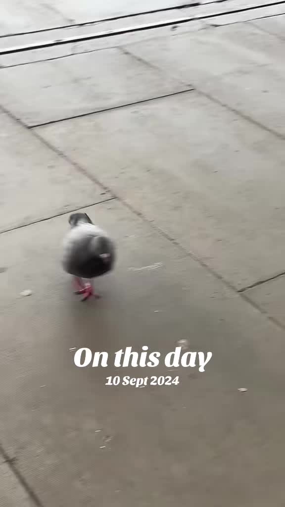 @Awesomepawsome2017