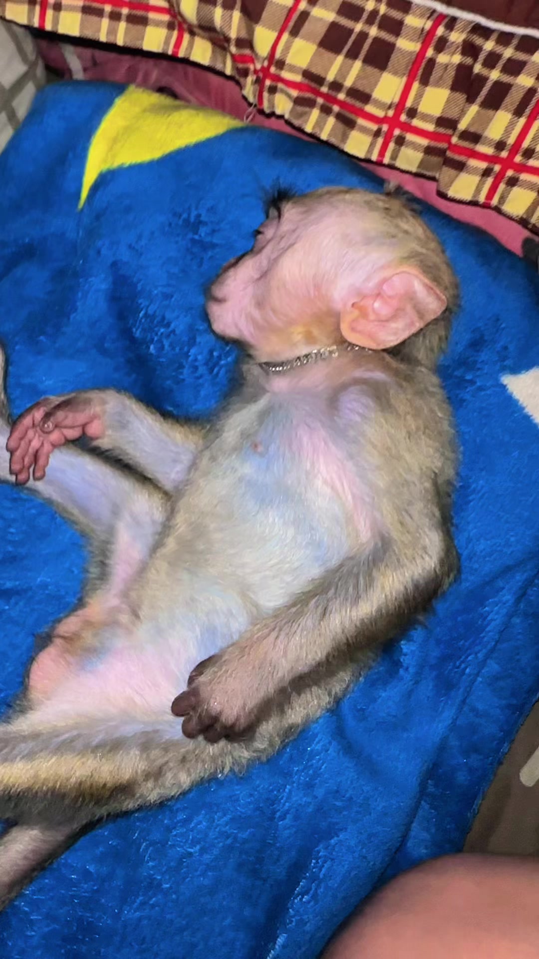 @Michelle🐒
