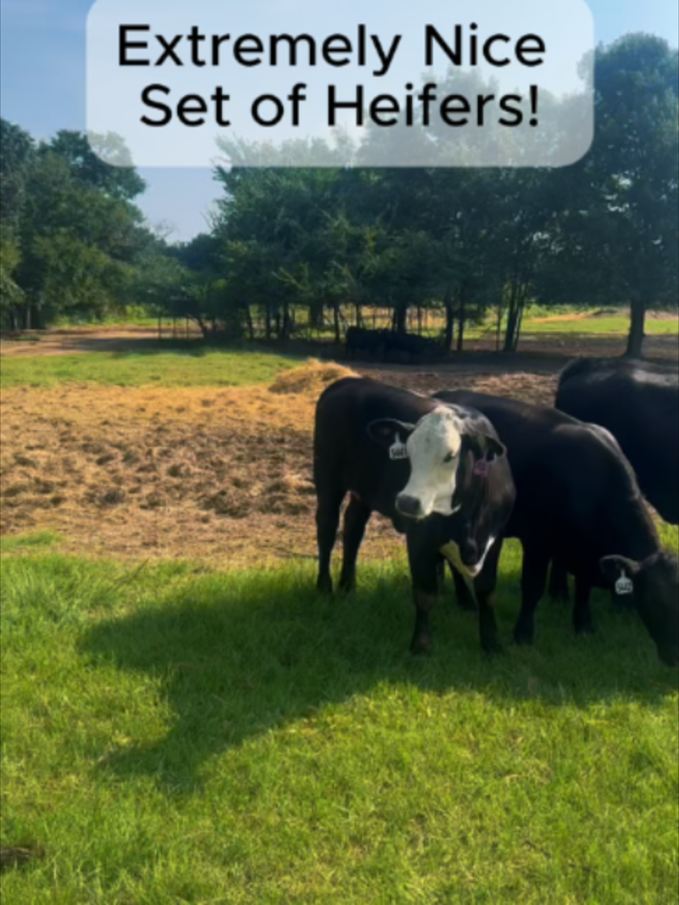 @Rutherford Land and Cattle