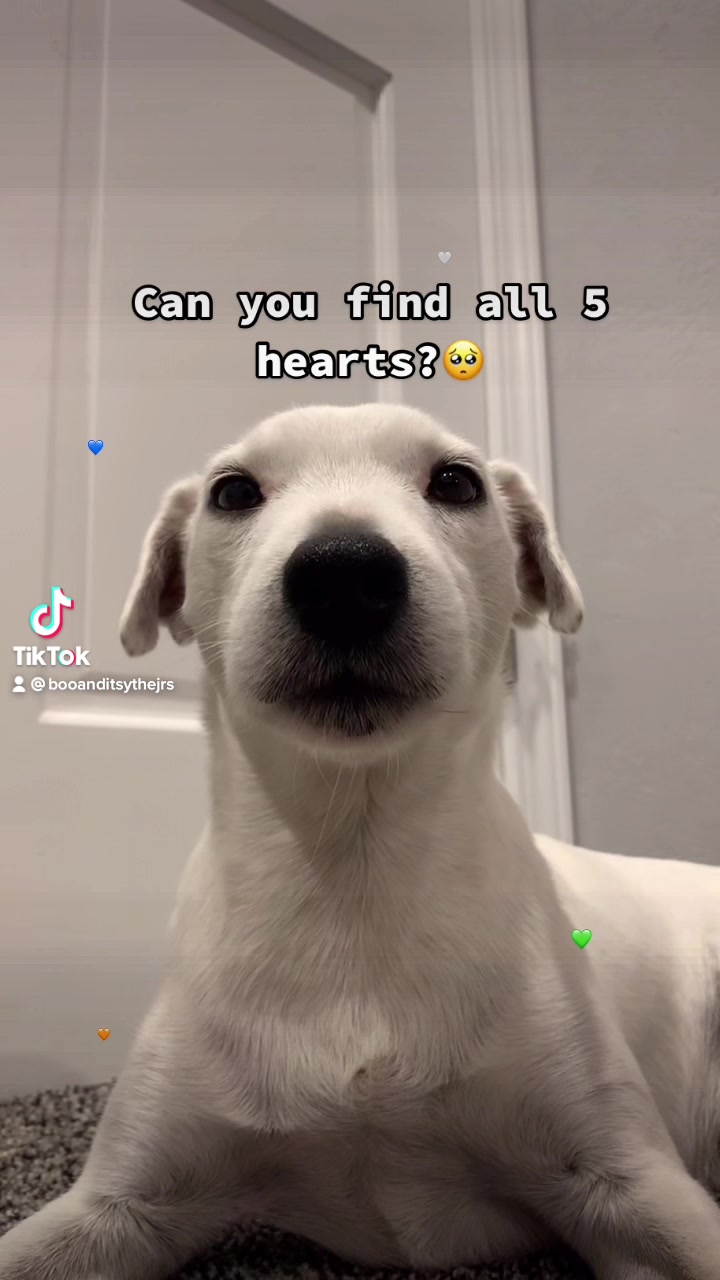 @A dog and his owner
