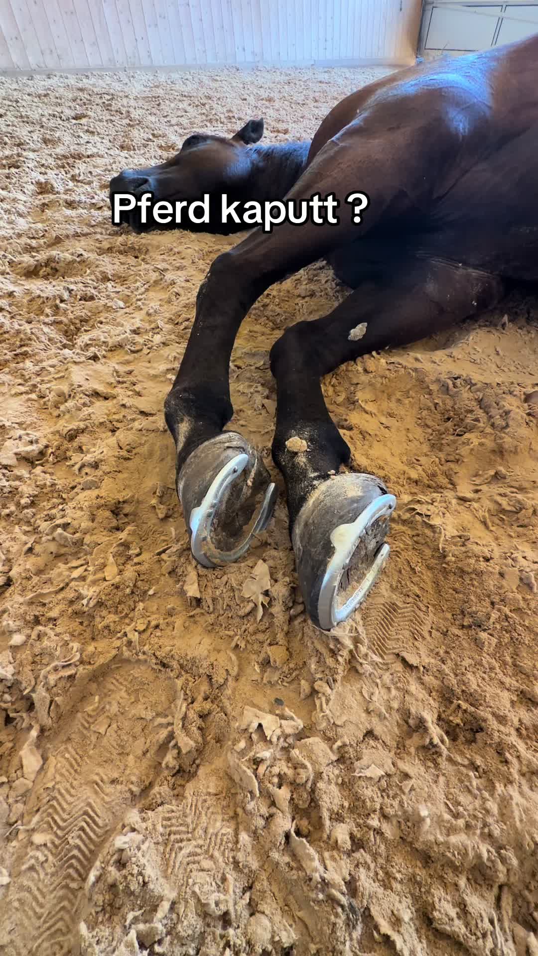 @julia_libertyhorses