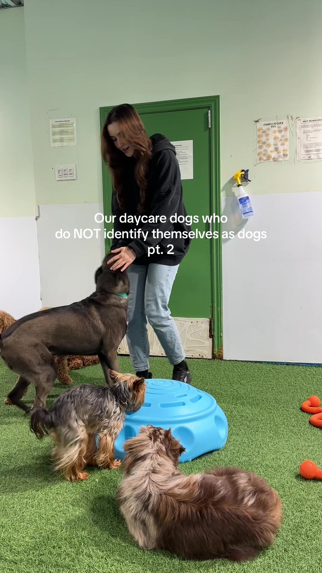 @Camp Canine Toronto