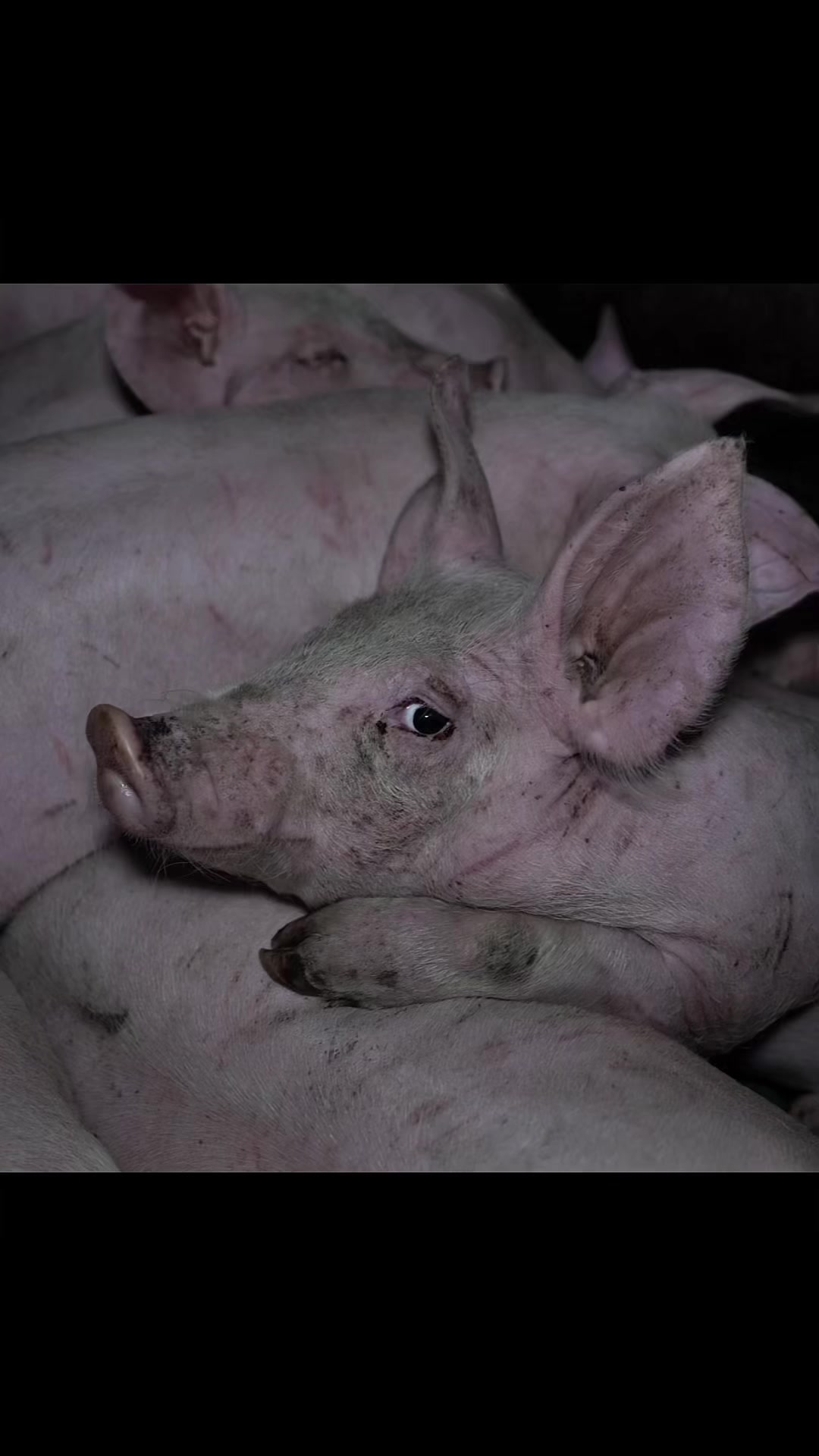 @Carne é cruel