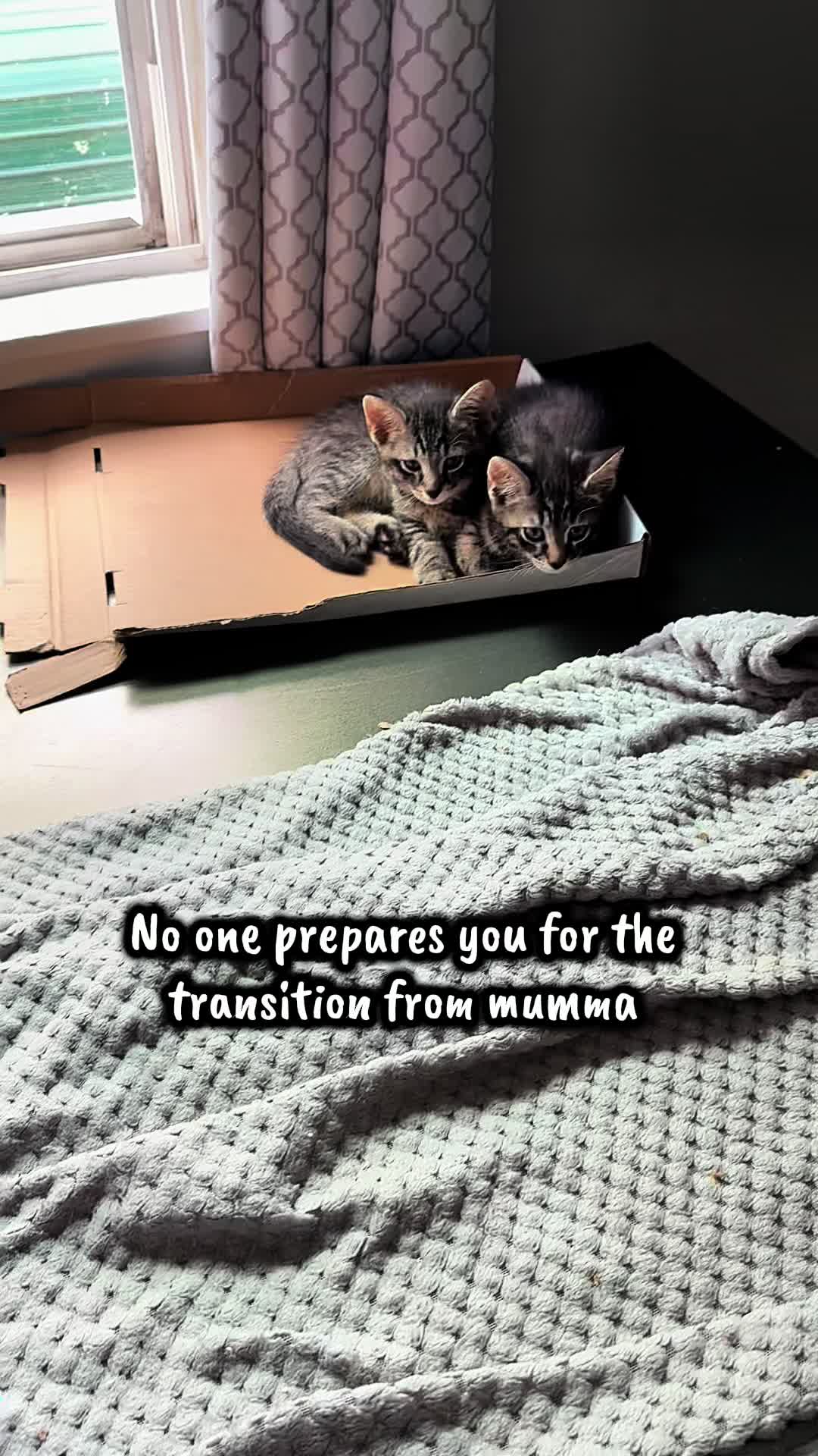 @TailsandWhiskersCo