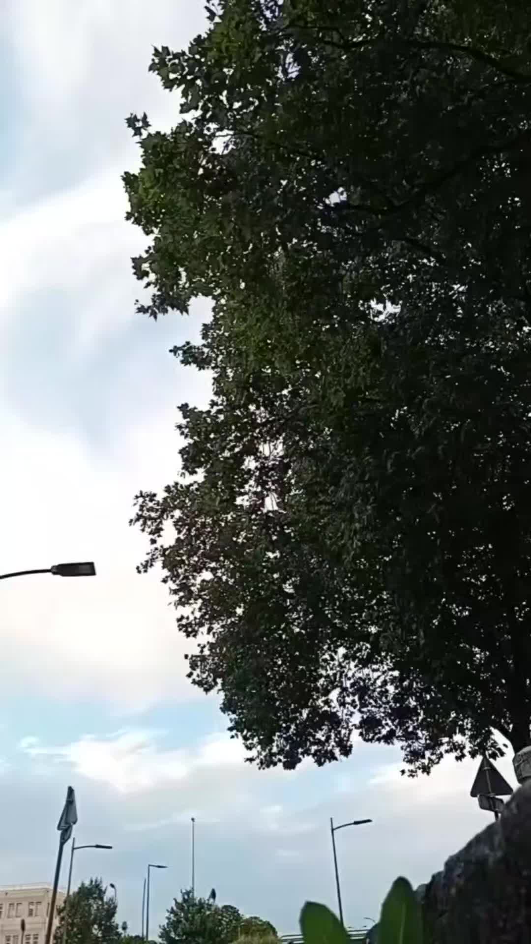 @Techbus_Fluffy_Huskaø 🐺