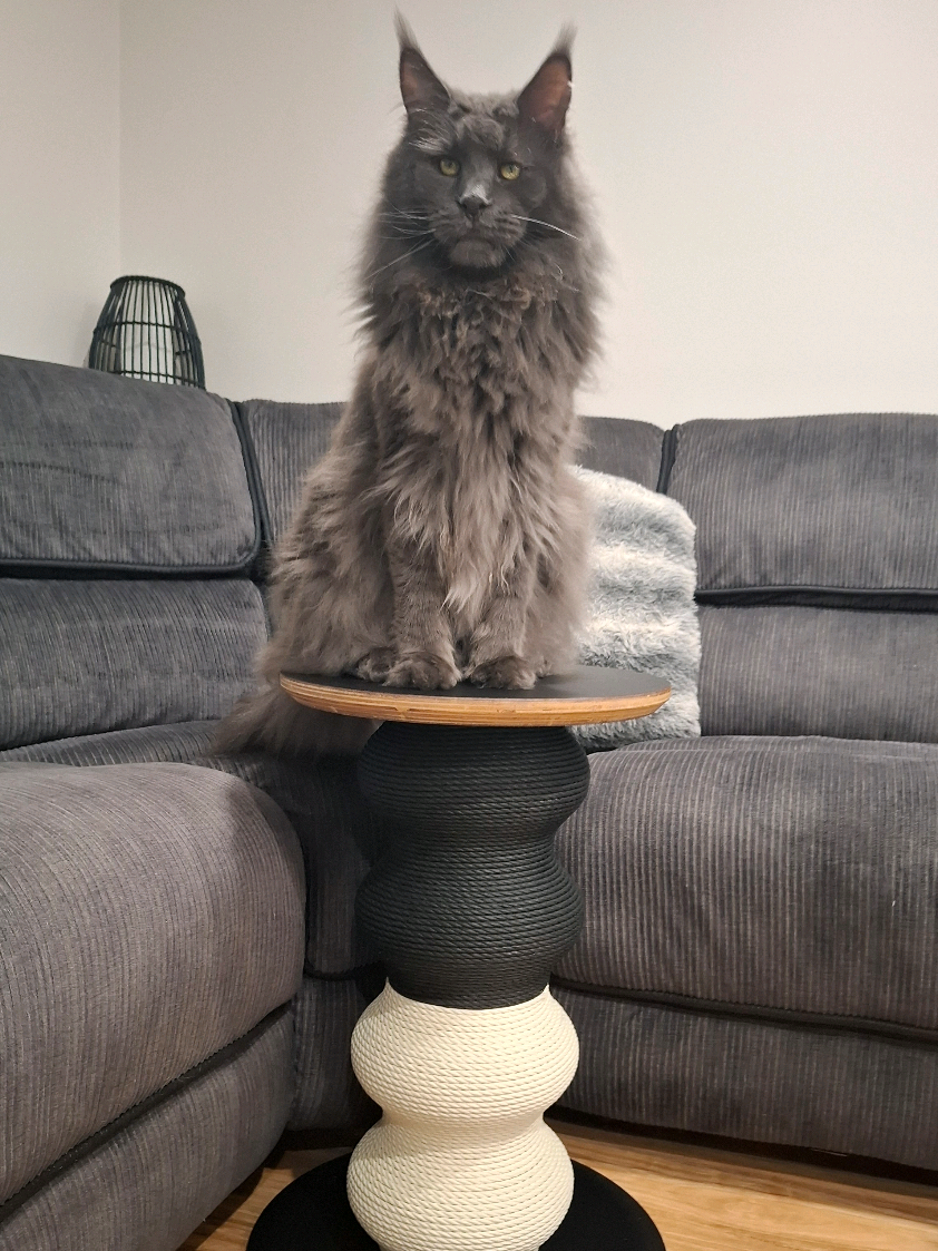 @Ragnar the Maine Coon 🐈
