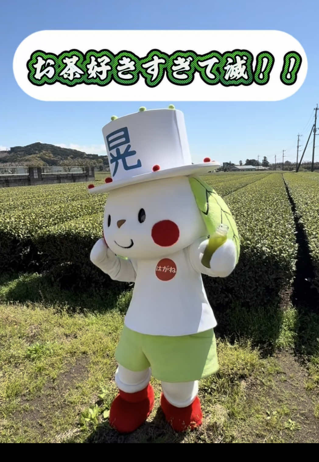 @お茶わんこはがねちゃん 堀口製茶PRキャラ