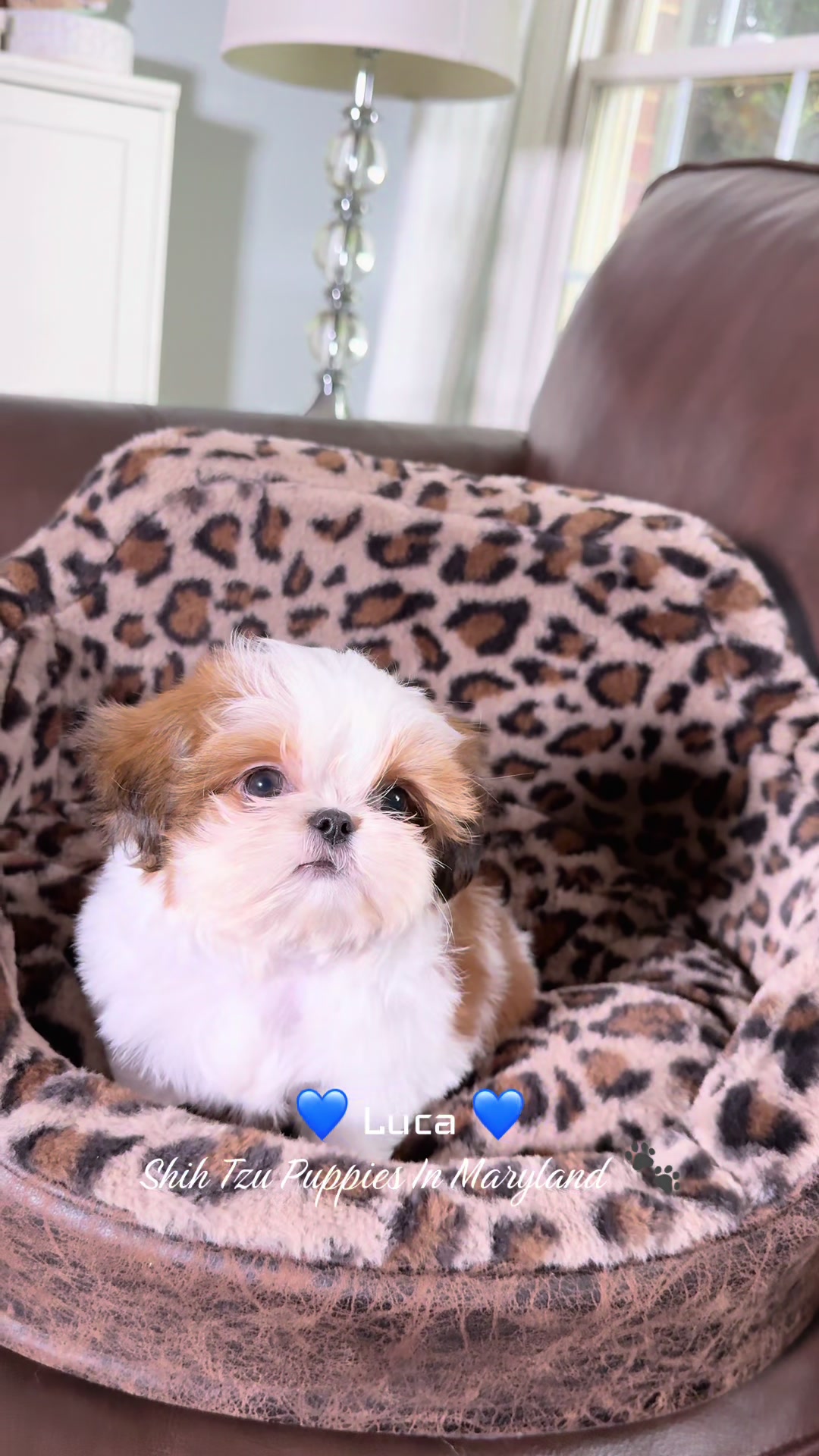 @Shih Tzu Puppies in Maryland