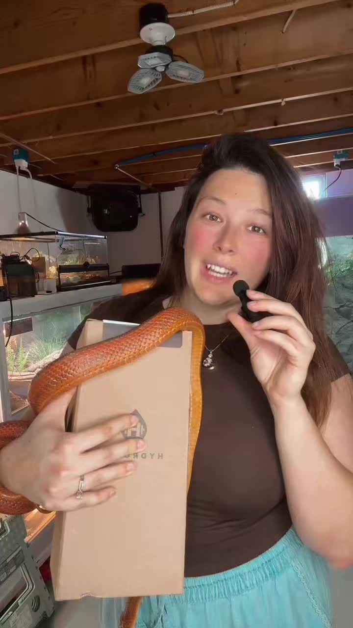 @ZA Reptiles