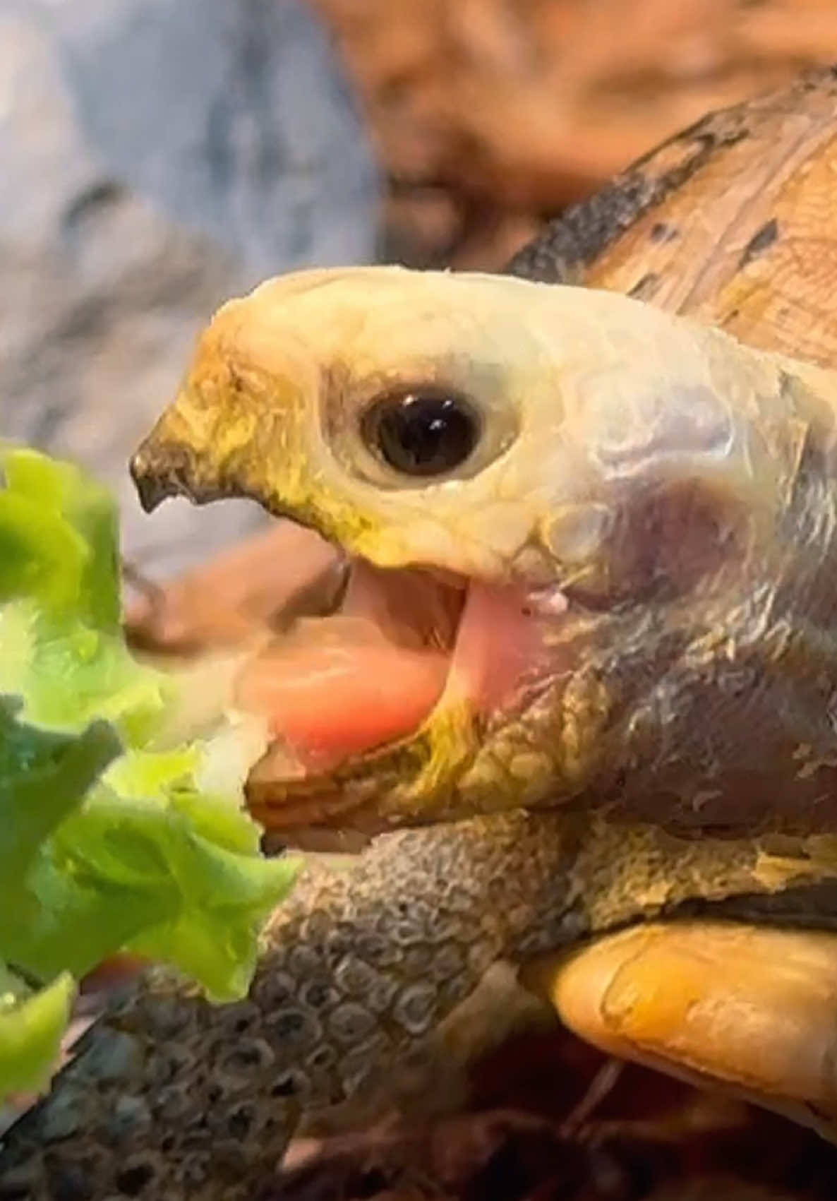 @Tommys_reptiles