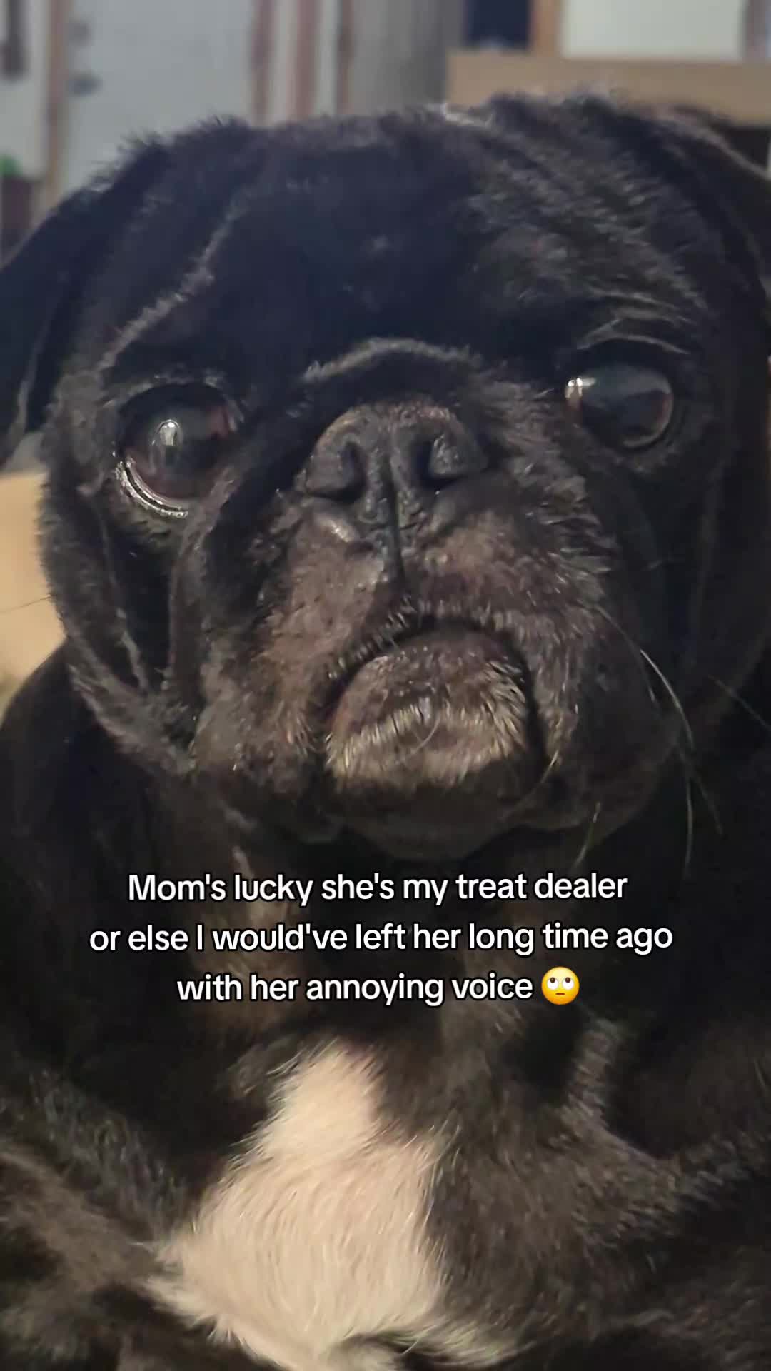 @Kiki&Cupid Thepugster