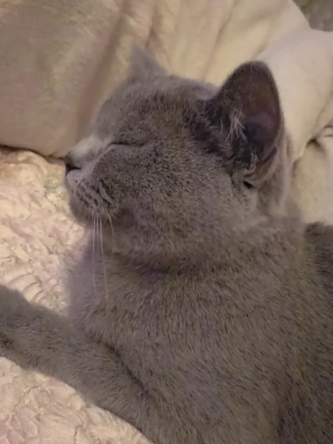 @Kitty
