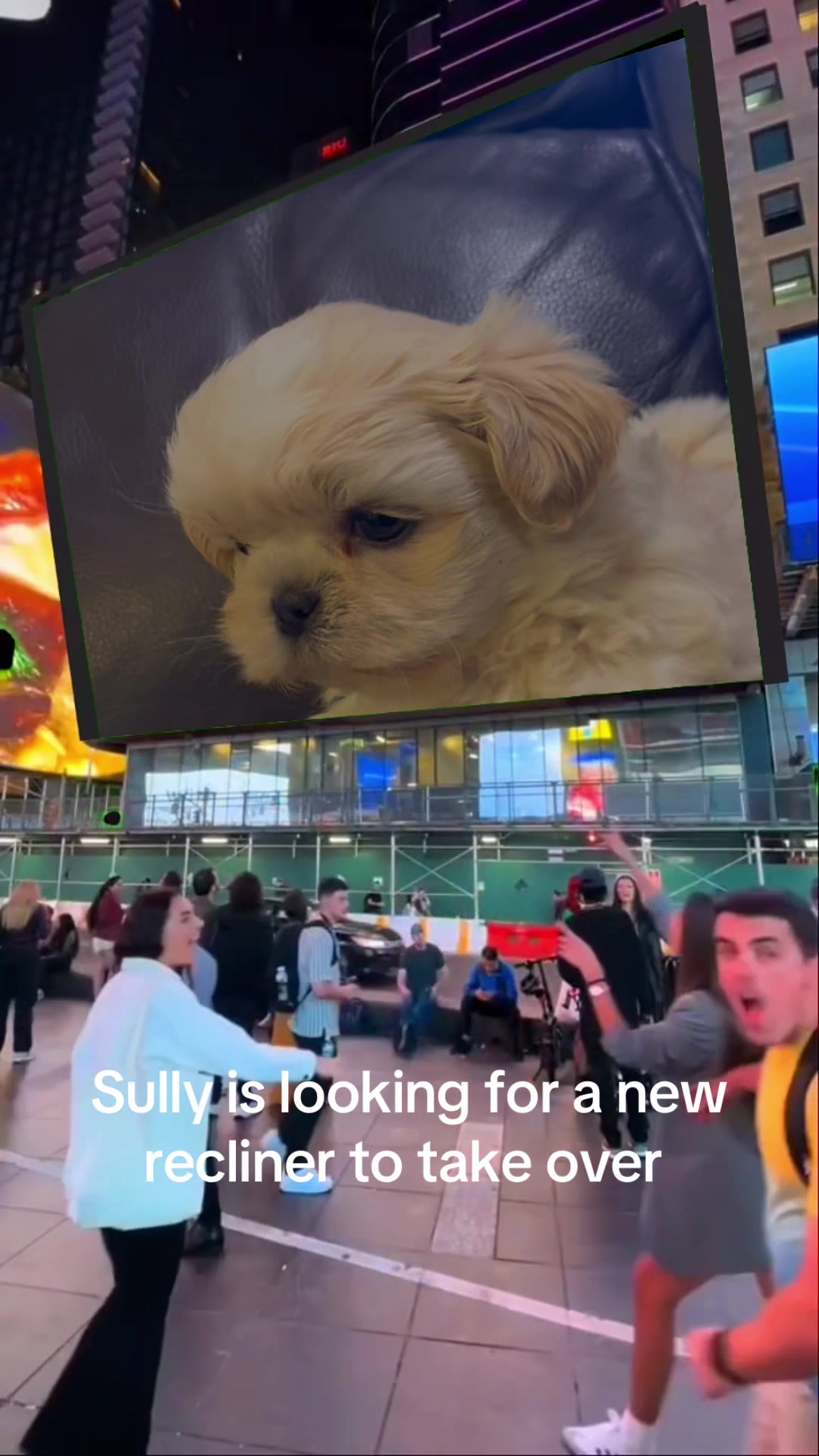 @Twilight Shih Tzu
