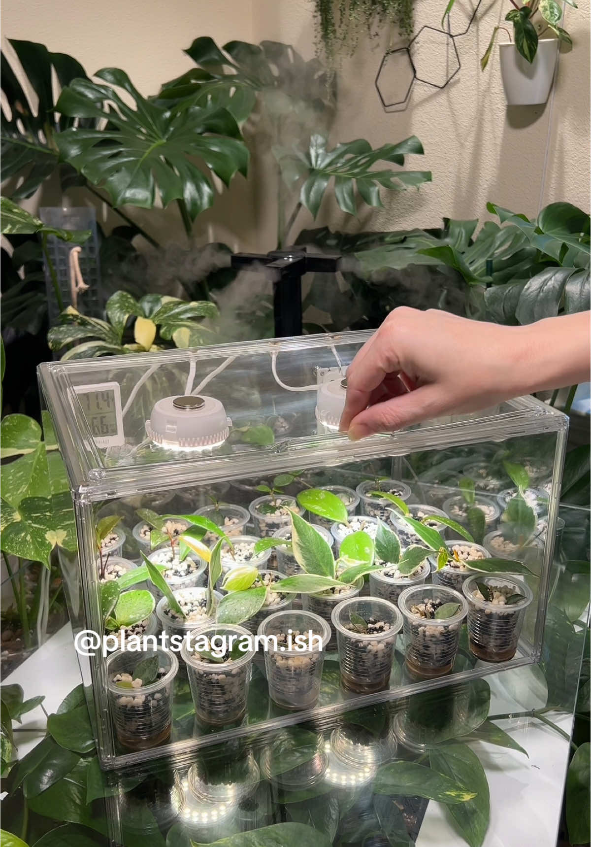 @Plantstagram.ish