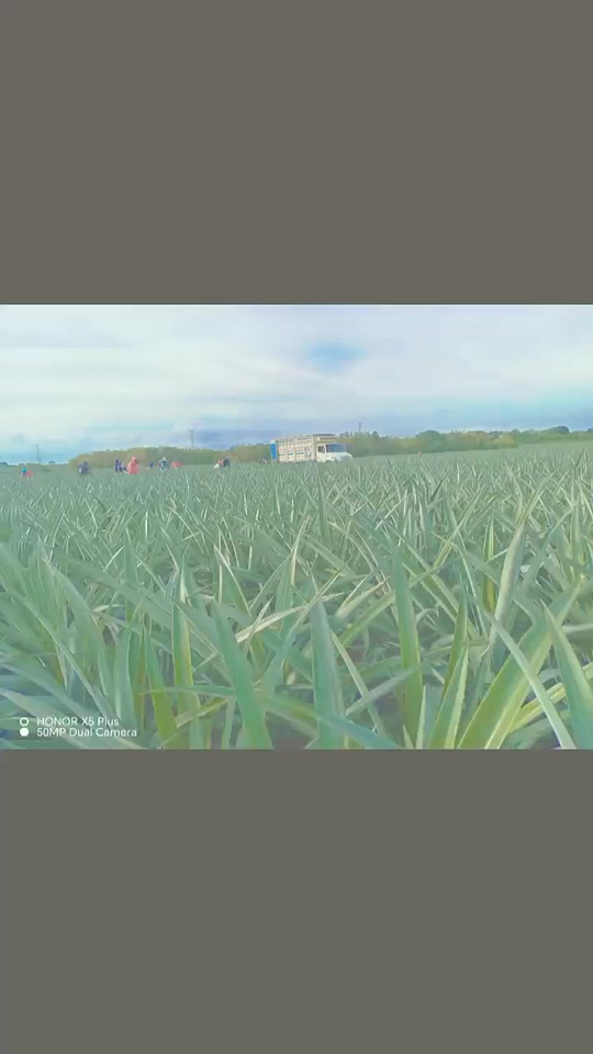 @Soy el Samy 🇲🇽 Plan agrario