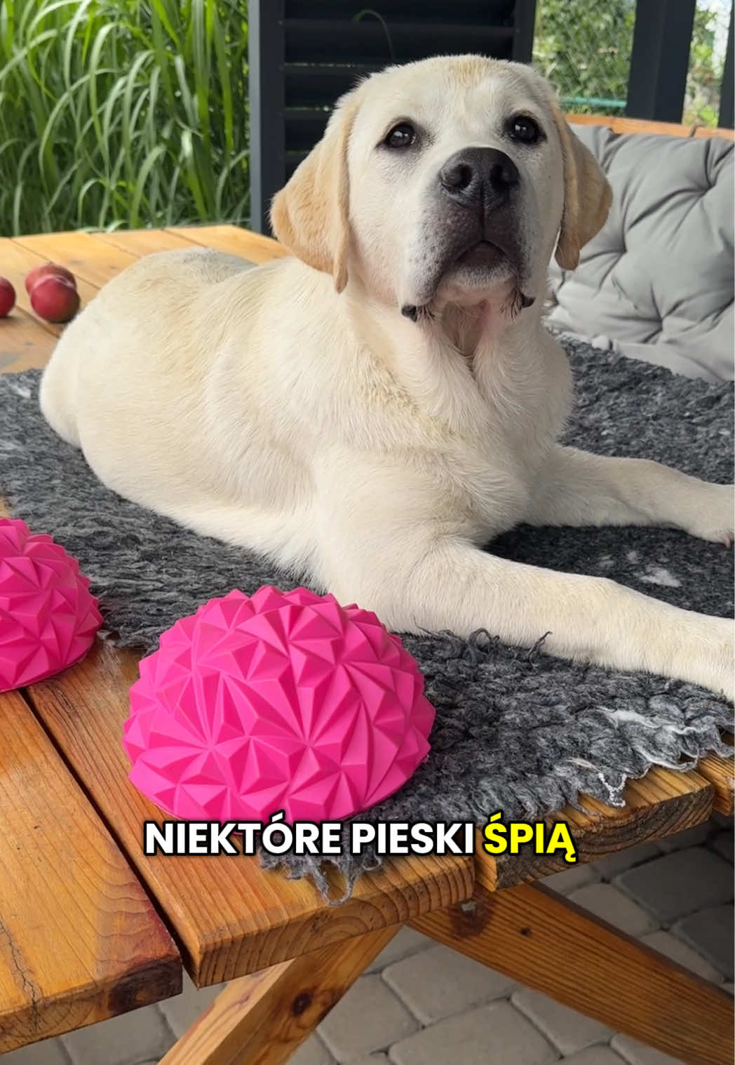 @Moonlife -Labrador Retriever