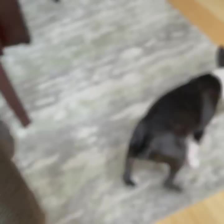 @Boston terrier puppies