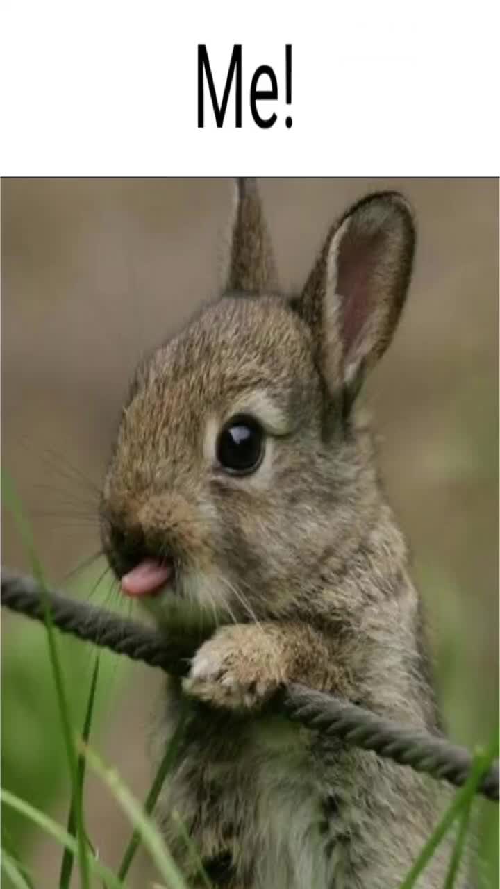 @I like bunnies