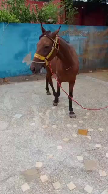 @Only Horse Video 🐴🐴